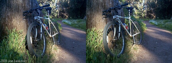 Bike, Trail &Tree
