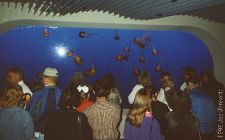People Gather at Jellyfish Tank