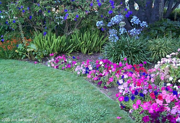 Flowers in Garden